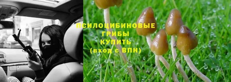 Галлюциногенные грибы Magic Shrooms  где продают   Нижнекамск 